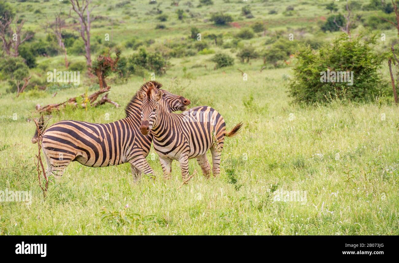 Zebre di Burchell - sequenza di interazione di accoppiamento tra due animali maturi immagine in formato orizzontale Foto Stock