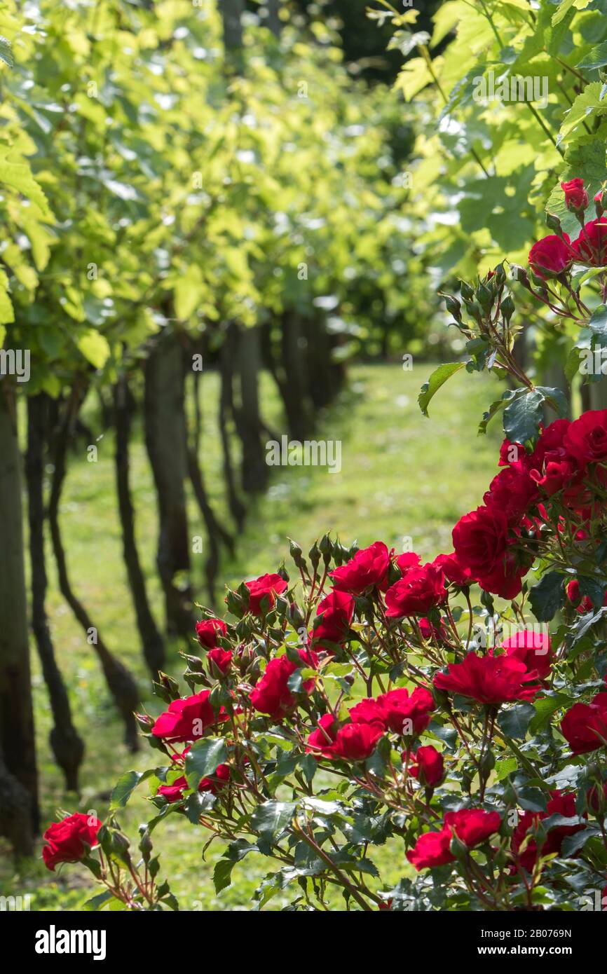 Photographie réalisée dans les jardins du Brule dans l'Oise Pieds de vigne Chardonnay et rosier Foto Stock