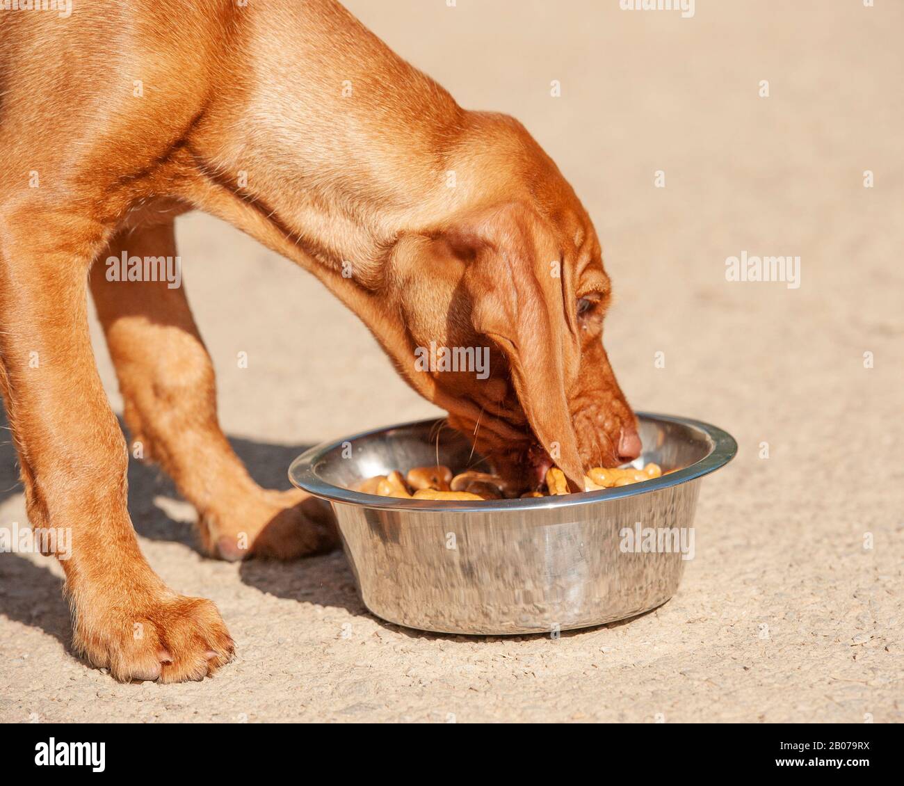 vizsla cucciolo che mangia la cena da una ciotola Foto Stock