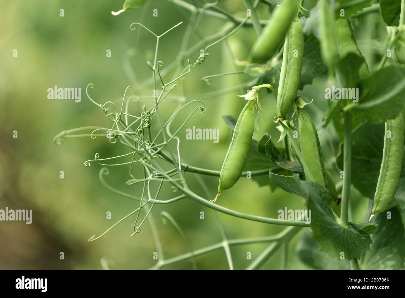 Coltivati localmente pisello verde in giardino biologico caserecci produrre Pisum sativum Foto Stock