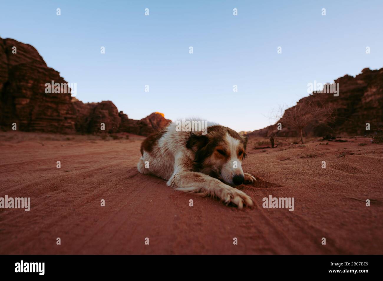 Un cane solitario che si posa sulla sabbia nel deserto di Wadi Rum Foto Stock