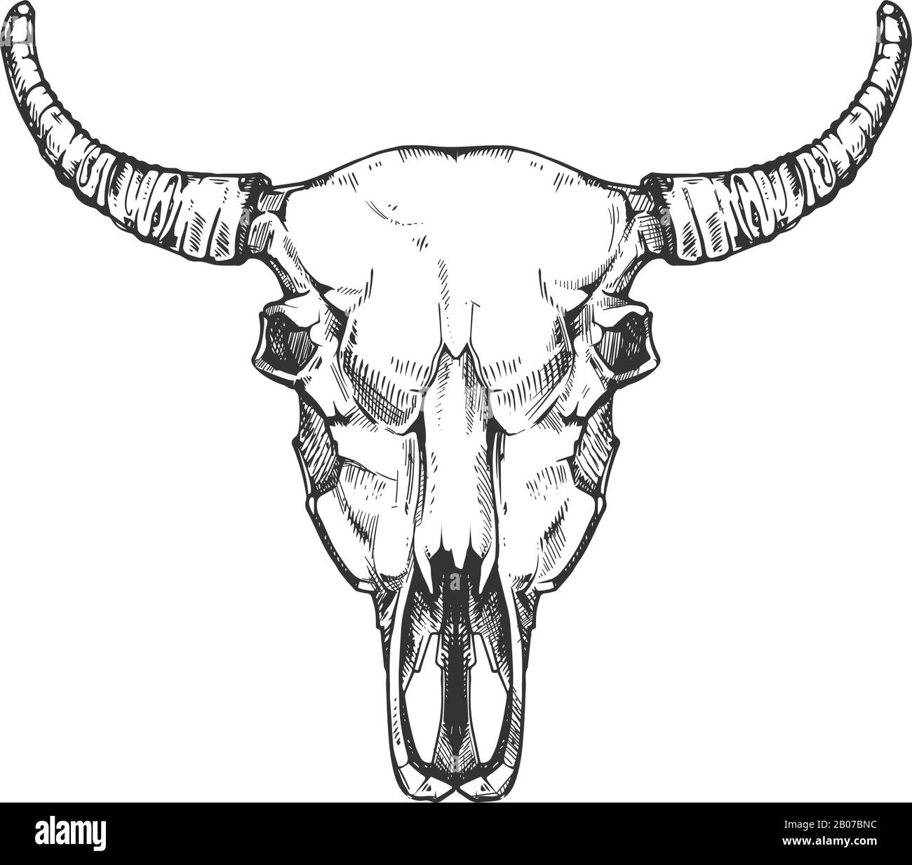 Schizzo vettoriale del cranio di bufalo vintage. Ossa di testa animale di toro in stile disegnato a mano. Testa della mucca con illustrazione del corno Illustrazione Vettoriale