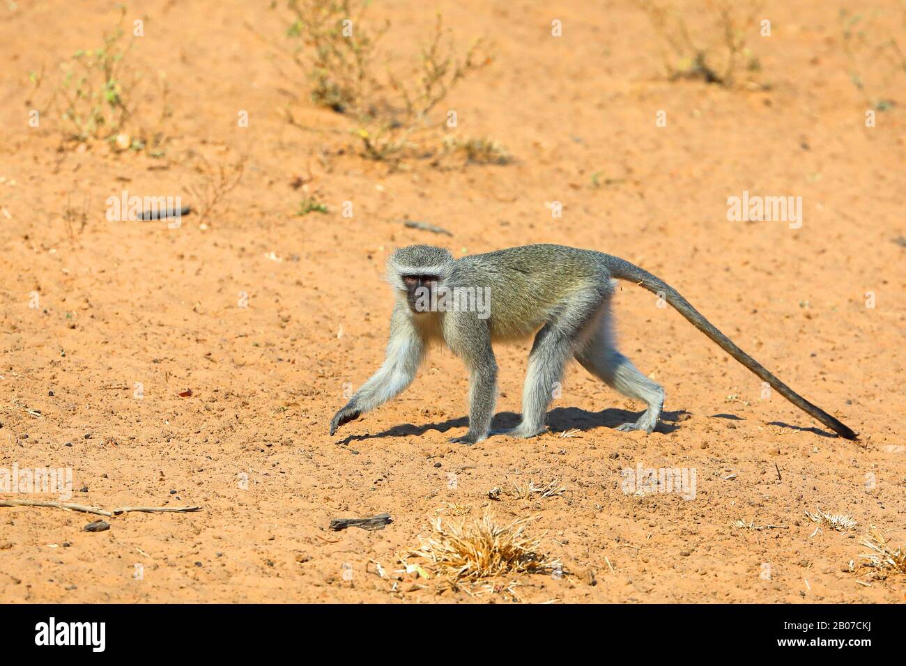 Scimmia di Griget, scimmia di Savanna, scimmia verde, scimmia di Vervet (Cercopithecus aethiops), camminare, vista frontale, Sud Africa, KwaZulu-Natal, Mkhuze Game Reserve Foto Stock