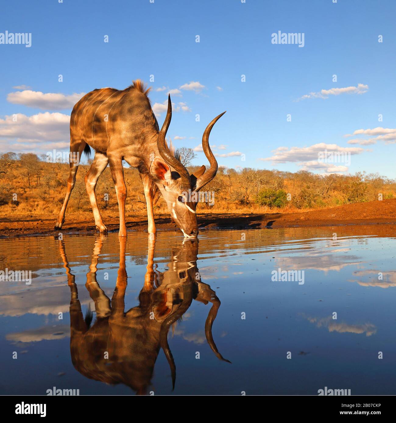 Grande kudu (Tragelaphus strepsiceros), maschio bevente al buco dell'acqua, vista laterale, Sud Africa, KwaZulu-Natal, Zimanga Game Reserve Foto Stock