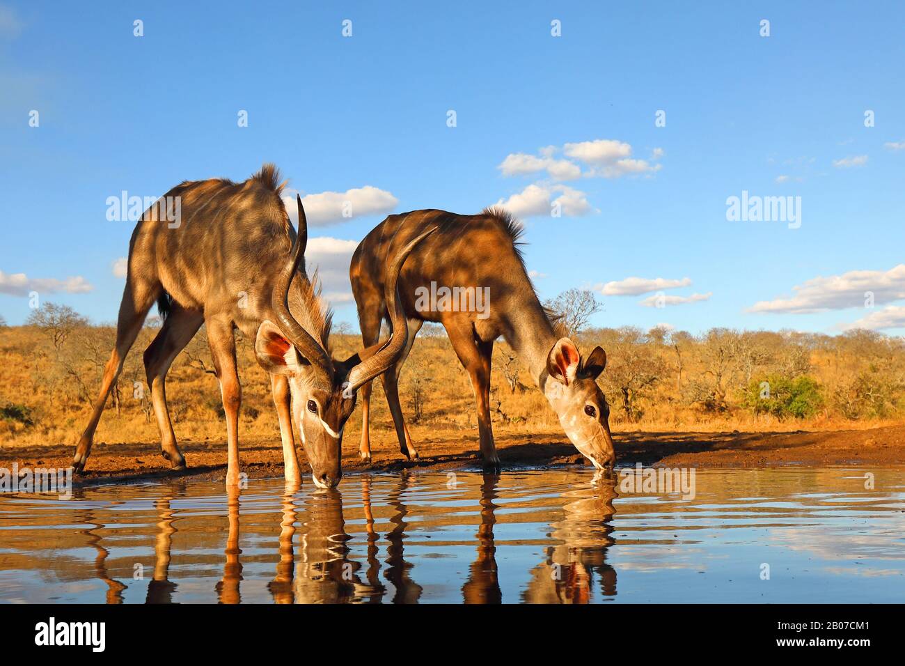 Grande kudu (Tragelaphus strepsiceros), coppia di bere al buco d'acqua, vista laterale, Sud Africa, KwaZulu-Natal, Zimanga Game Reserve Foto Stock