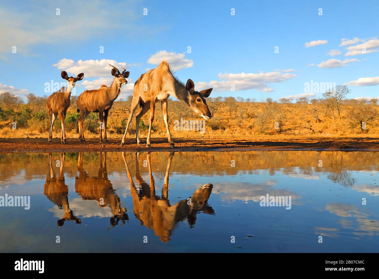Grande kudu (Tragelaphus strepsiceros), gruppo in piedi a un buco d'acqua, Sud Africa, KwaZulu-Natal, Zimanga Game Reserve Foto Stock