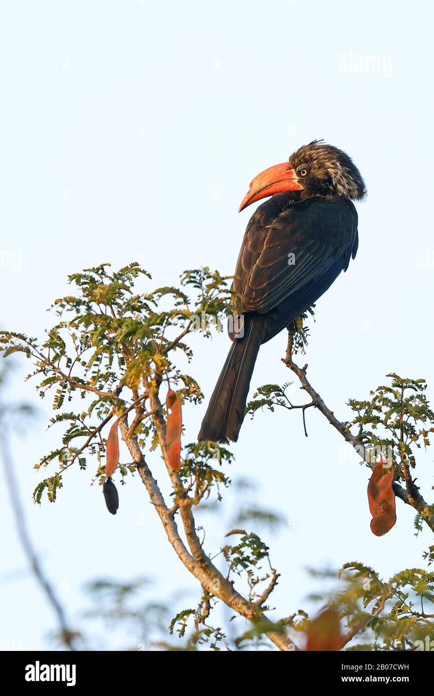 Coronata di cornuta (Tockus alboterminatus), su un albero, Sud Africa, KwaZulu-Natal, Mkhuze Game Reserve Foto Stock