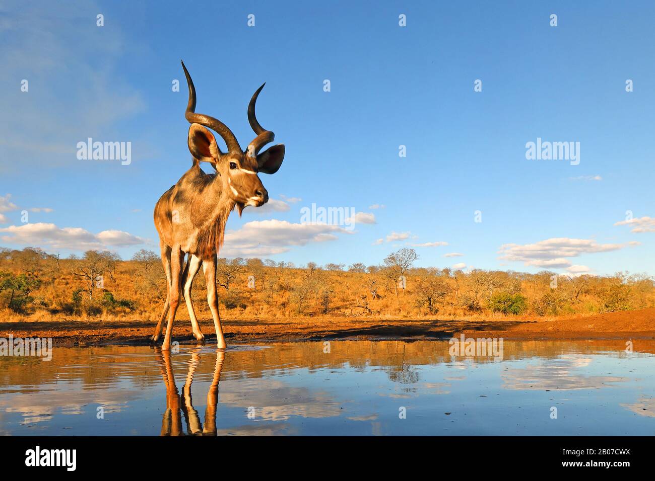 Grande kudu (Tragelaphus strepsiceros), maschio in piedi a un buco d'acqua, vista frontale, Sud Africa, KwaZulu-Natal, Zimanga Game Reserve Foto Stock