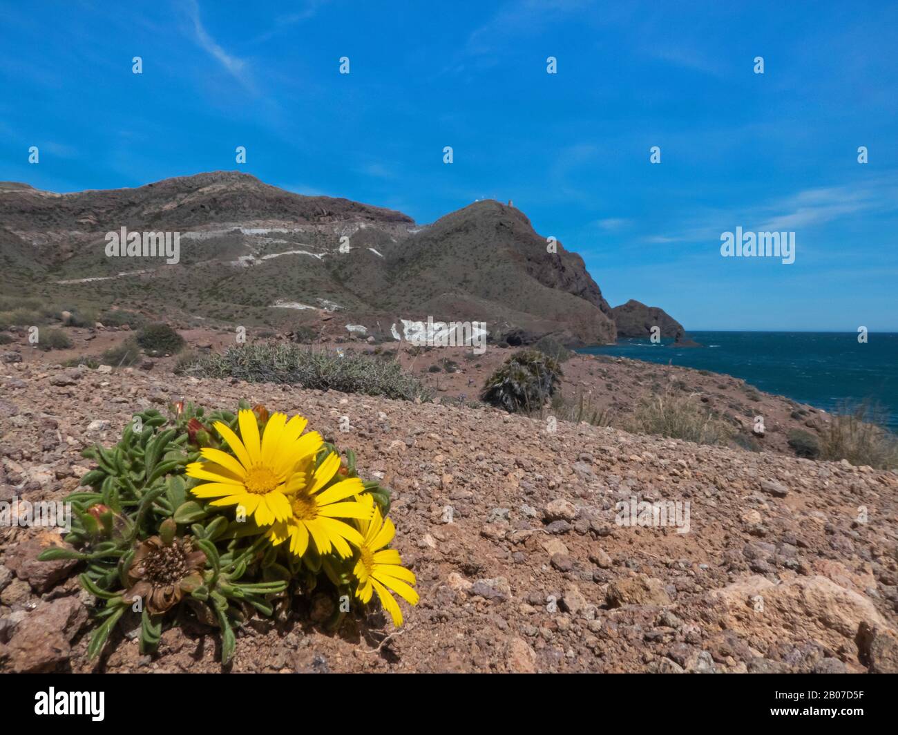 Fiori A Cabo De Gata-Nijar, Spagna, Andalusia, Parco Nazionale Di Cabo De Gata Foto Stock