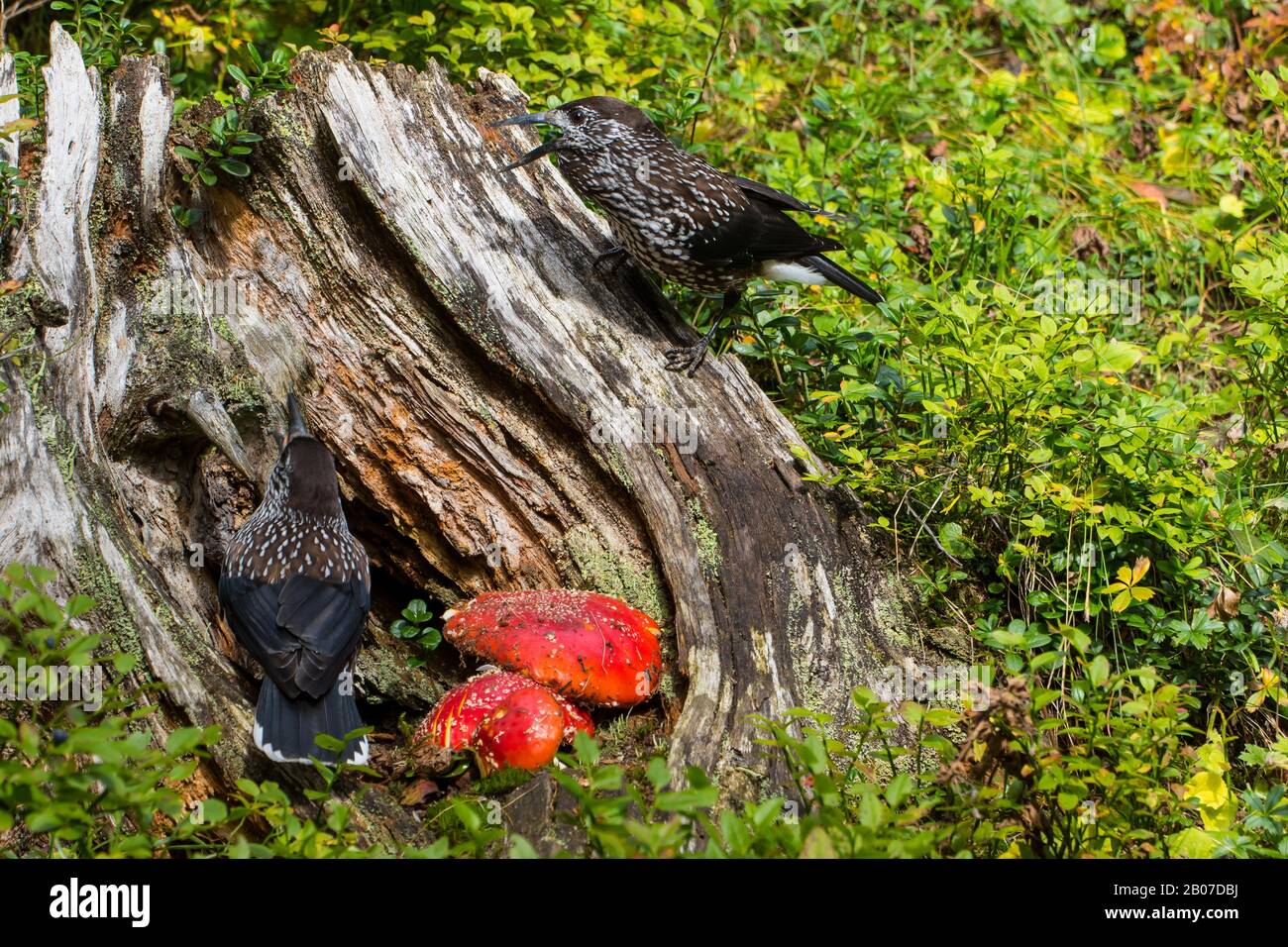 Schiaccianoci macchiati (Nucifraga caryocatactes), due nutcracker macchiati che si perdono a un muso di alberi con agarici volanti, Svizzera, Grigioni Foto Stock