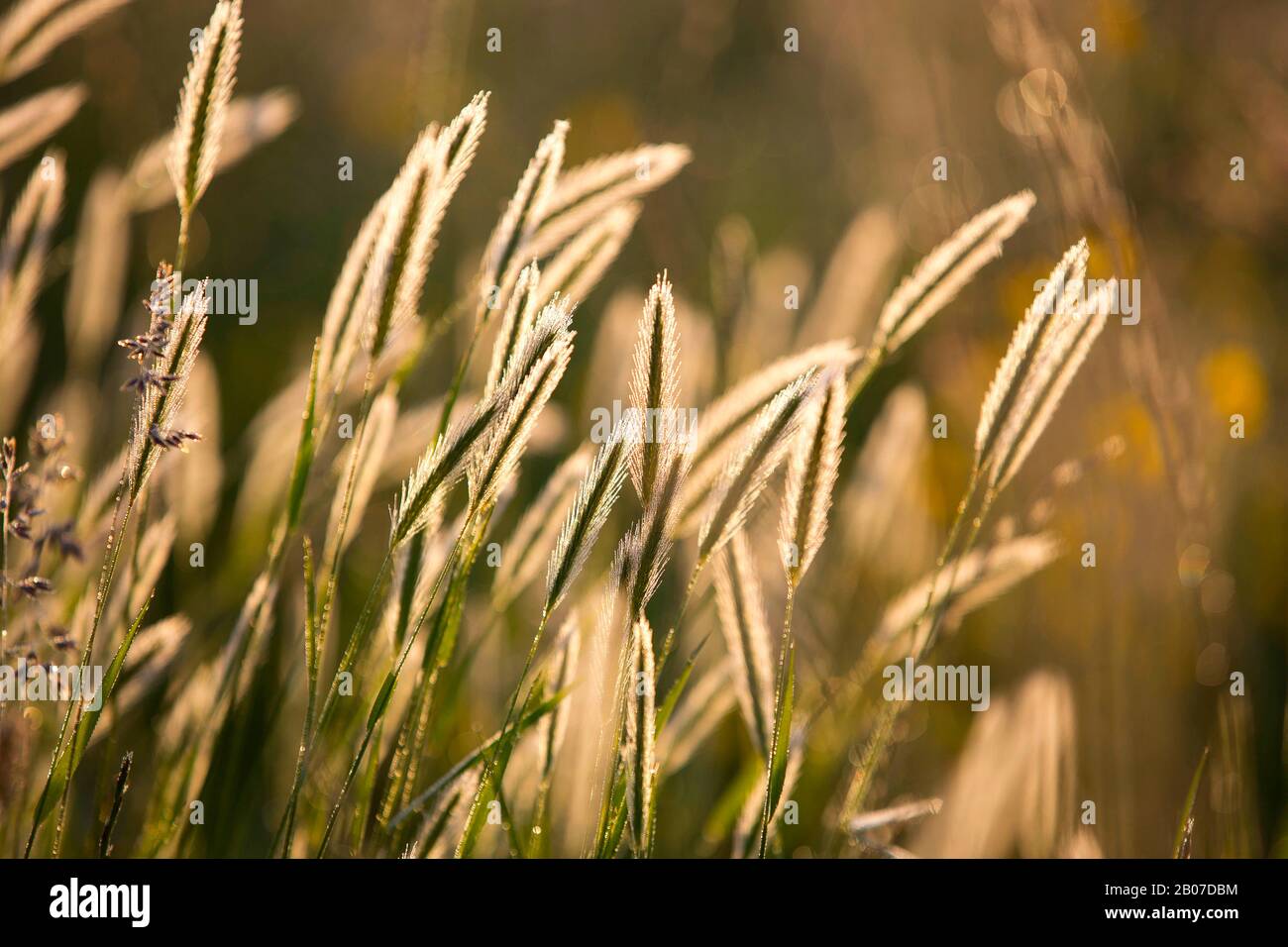 Prato orzo (Hordeum secalinum), fioritura in retroilluminazione, Belgio, Fiandre Orientali, Drongen, Keuzemeersen Foto Stock