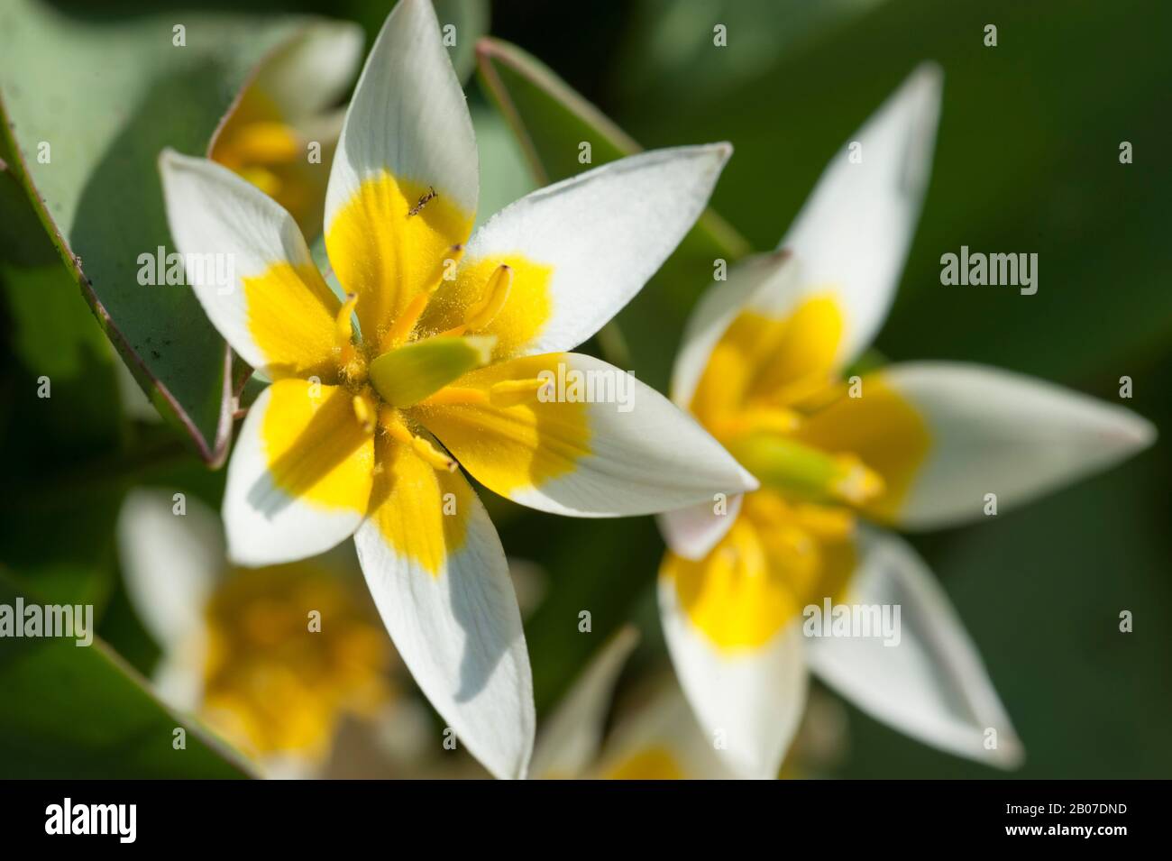 Twoflowed tulipano (Tulipa biflora), fioritura Foto Stock
