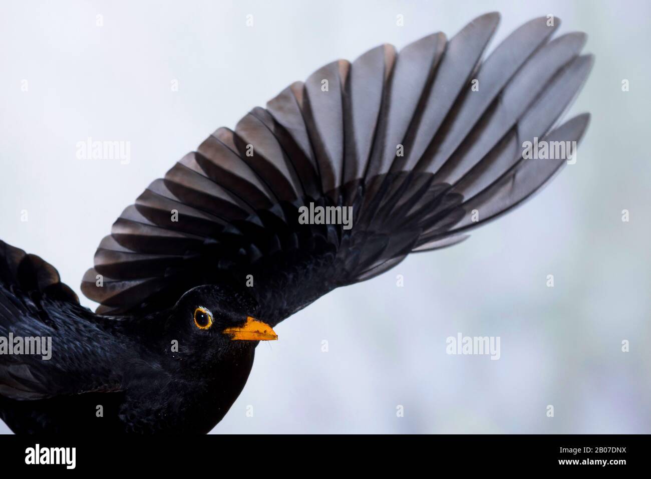 Blackbird (Turdus merula), volante maschile, Germania Foto Stock