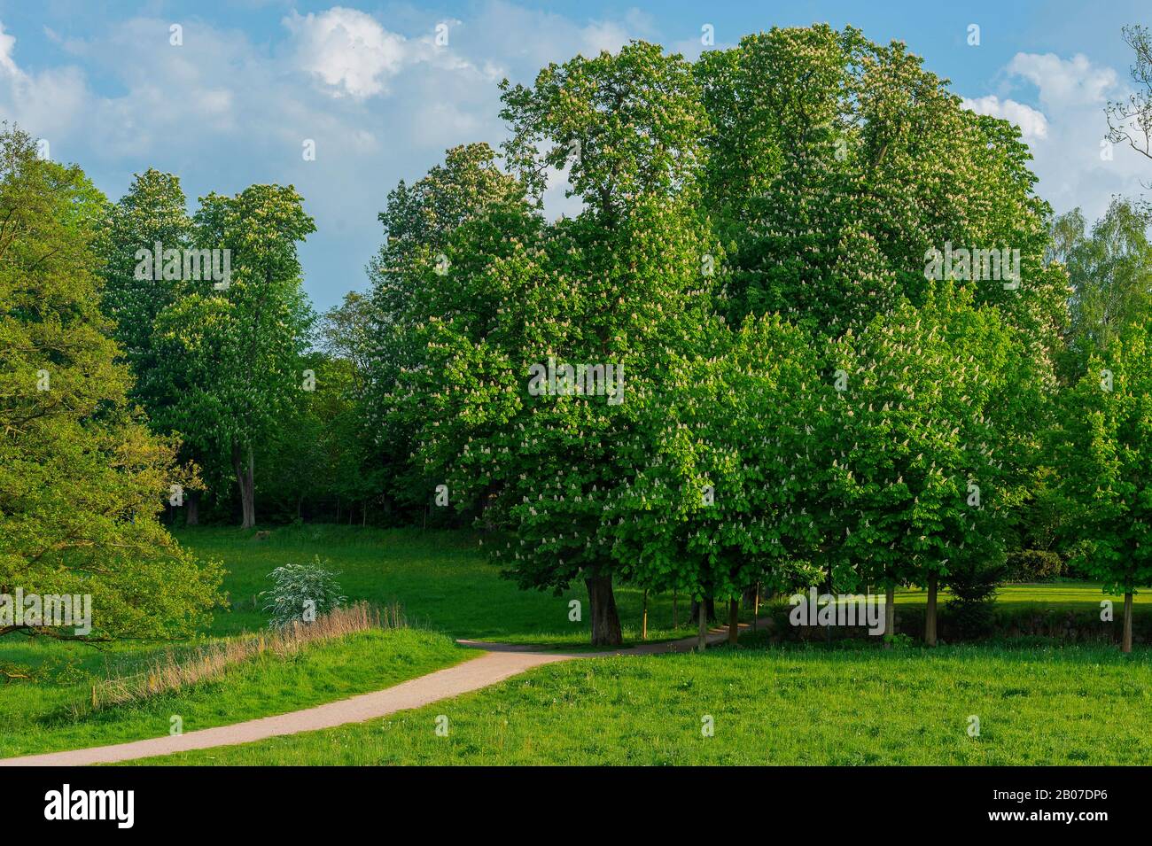 Ippocastano comune (Aesculus hippocastanum), nei giardini del castello di Ahrensburg, Germania, Schleswig-Holstein, Ahrensburg Foto Stock