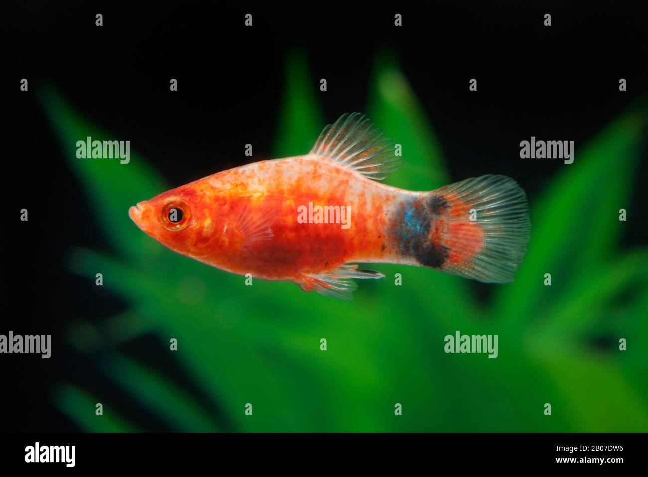 Pesce platyfish meridionale (Xiphophorus maculatus), forma di allevamento Bleeding Heart Micky Maus Foto Stock