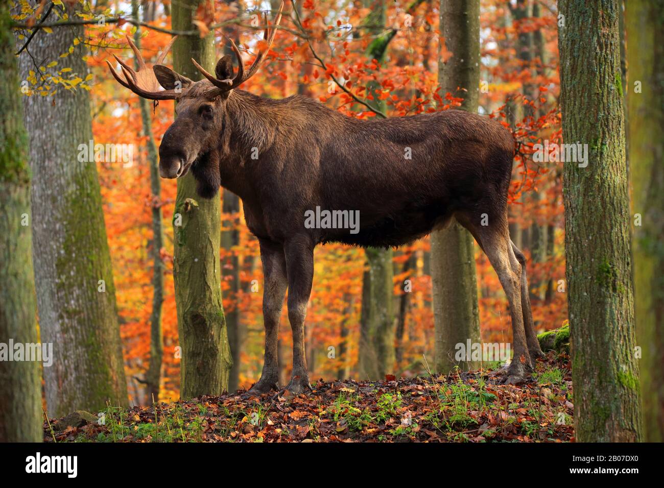 Elk, alce europea (Alces alces alces), alk alca in piedi in una foresta d'autunno, vista laterale Foto Stock