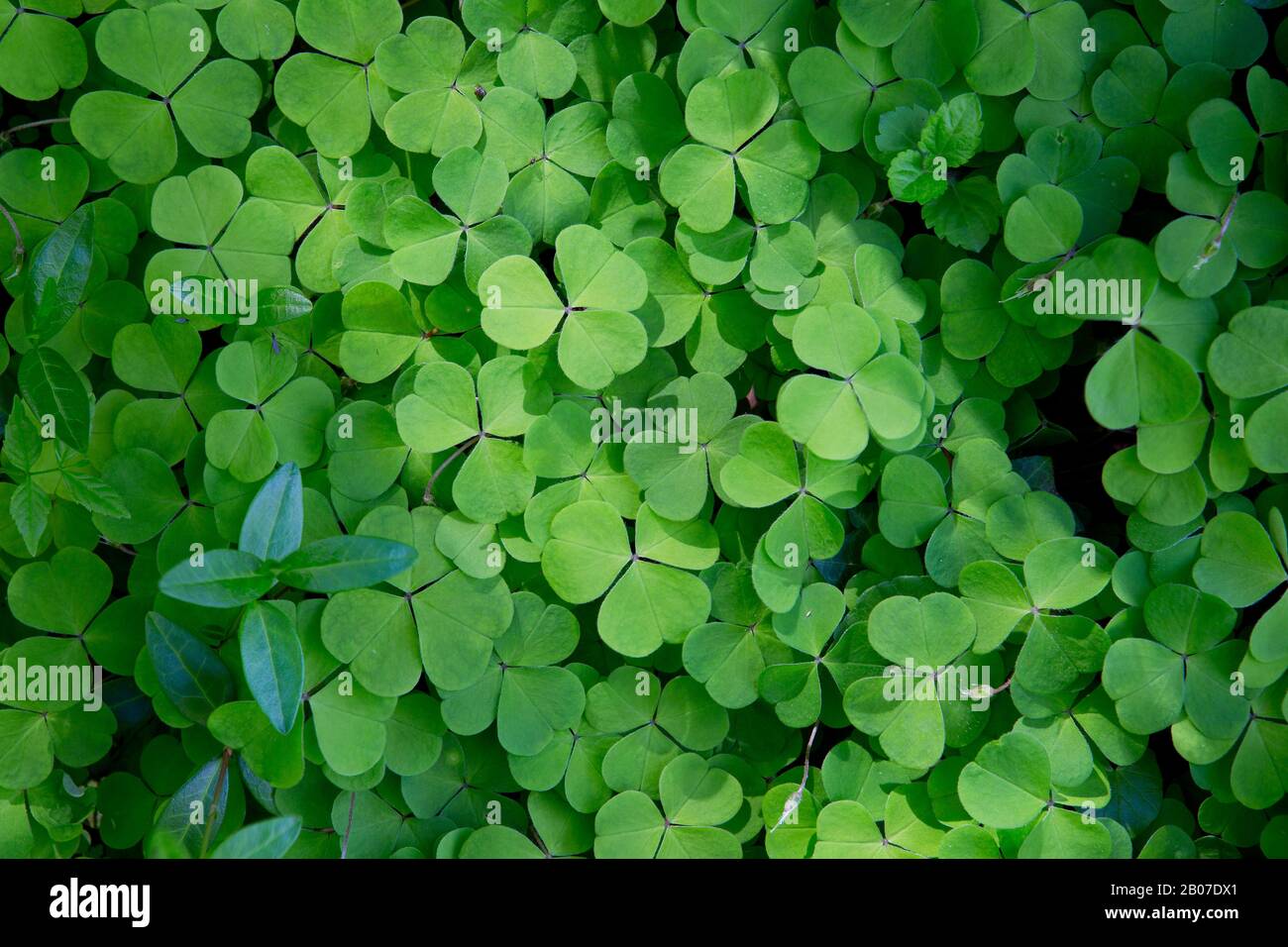 Piaghe di legno comuni, legno-stroro, irish shamrock (Oxalis acetosella), foglie in una foresta, Belgio, Fiandre Orientali, Brakel Foto Stock