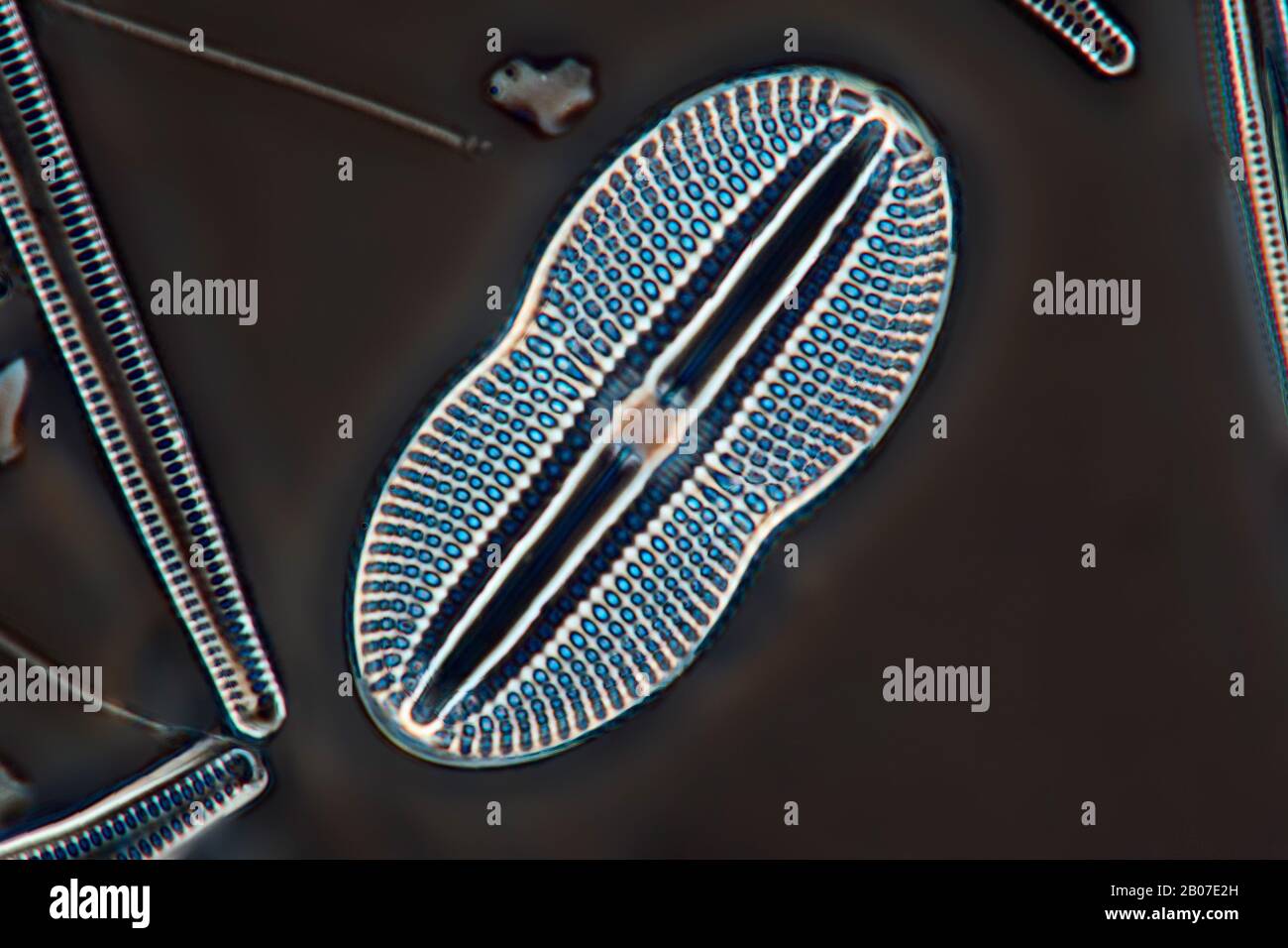 microscopio a contrasto di fase