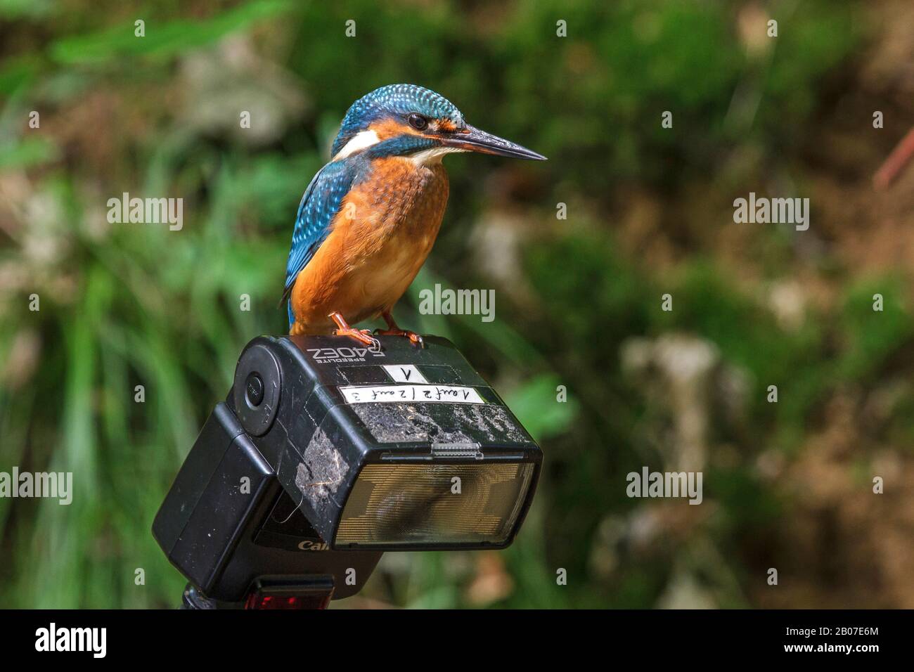 Il Martin pescatore del fiume (Alcedo atthis), giovane Martin pescatore siede su un'unità flash di una macchina fotografica, la Germania Foto Stock