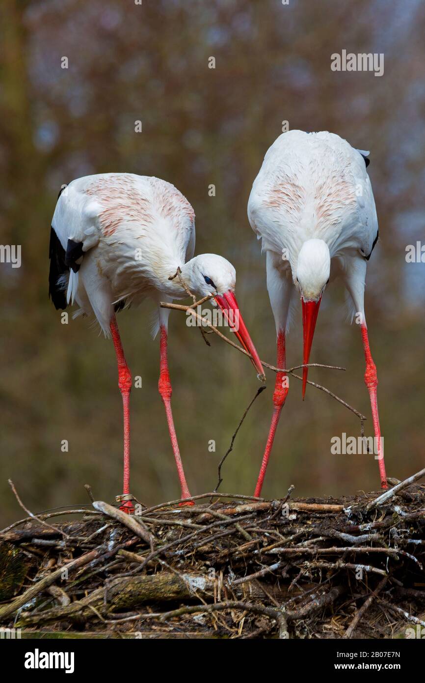 Cicogna bianca (Ciconia ciconia), coppia di cicogne bianche che costruiscono il loro nido, Germania, Renania Settentrionale-Vestfalia, Muensterland Foto Stock