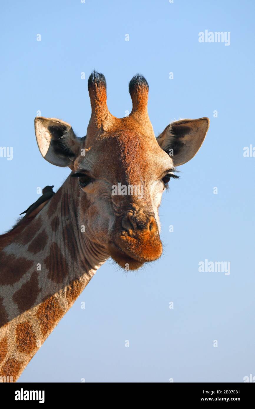 Giraffe (Giraffa camelopardalis), ritratto, Sud Africa, Mpumalanga, Parco Nazionale Kruger Foto Stock