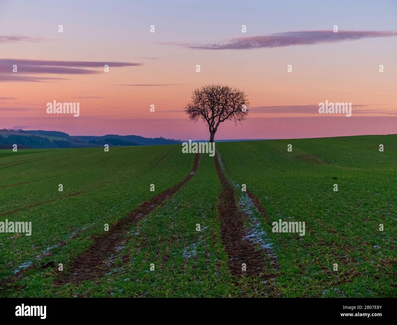 Apple Tree (Malus domestica), albero su un campo al tramonto, Germania, Renania-Palatinato Foto Stock