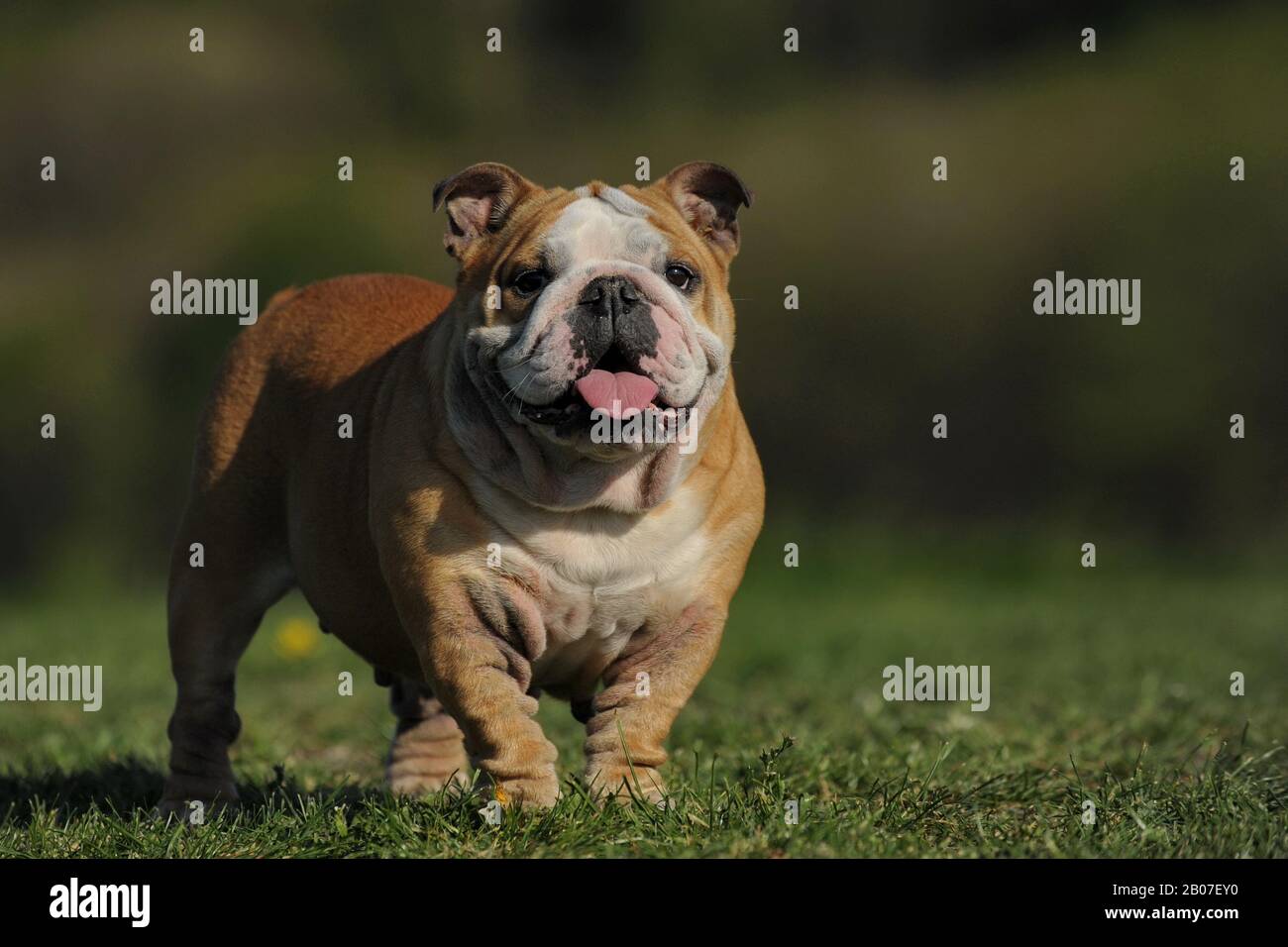 Englische Bulldogge Foto Stock