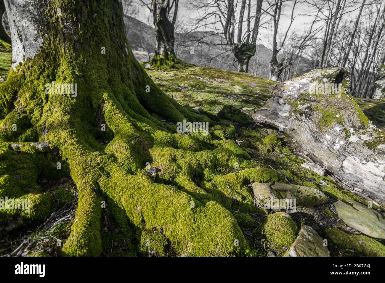 Dettaglio di alcune radici nascoste muschio in verde e grigio Foto Stock
