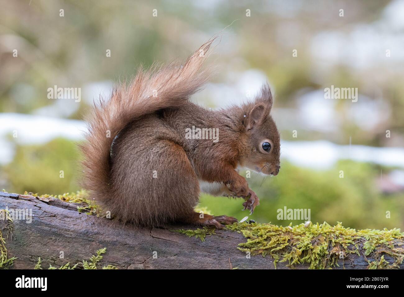 Scoiattolo Rosso, Yorkshire Dales Foto Stock