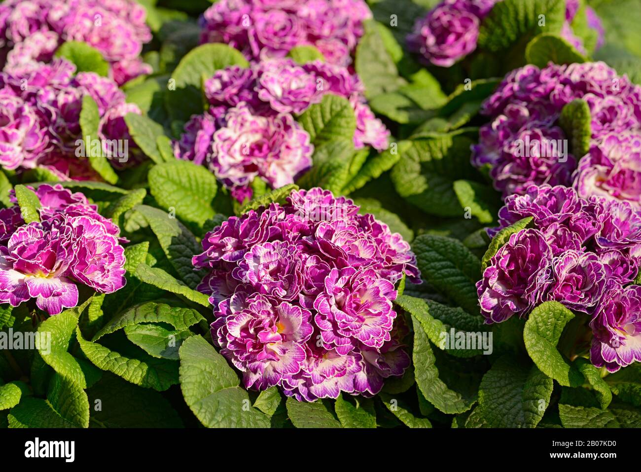 Primula Belarina, Vivace Lilac Foto Stock