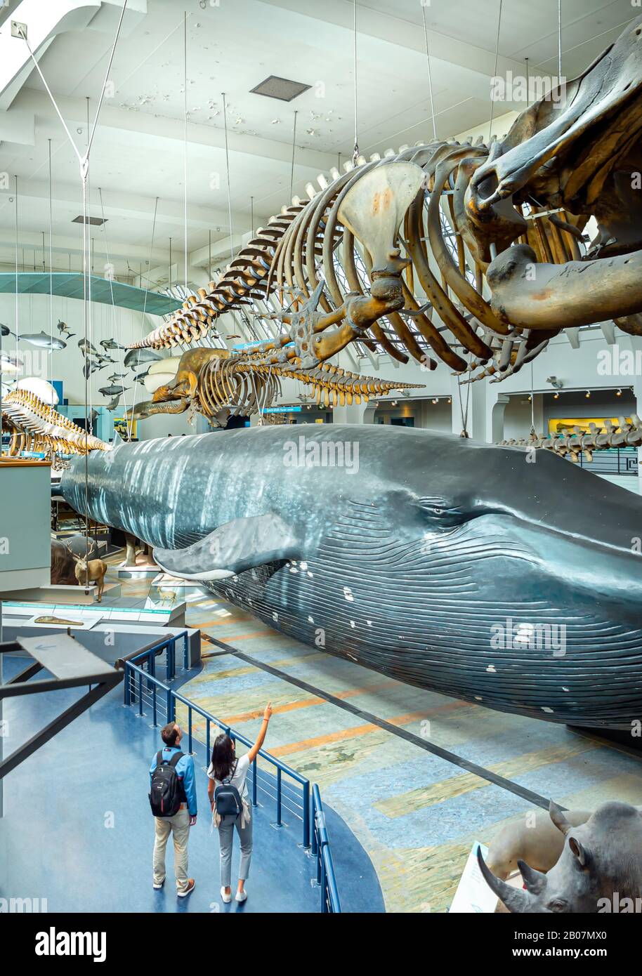 Londra, Regno Unito. Circa Dicembre 2019. Panorama di una delle sale con mammiferi acquatici, balene e delfini nel Museo di Storia Naturale di Londo Foto Stock