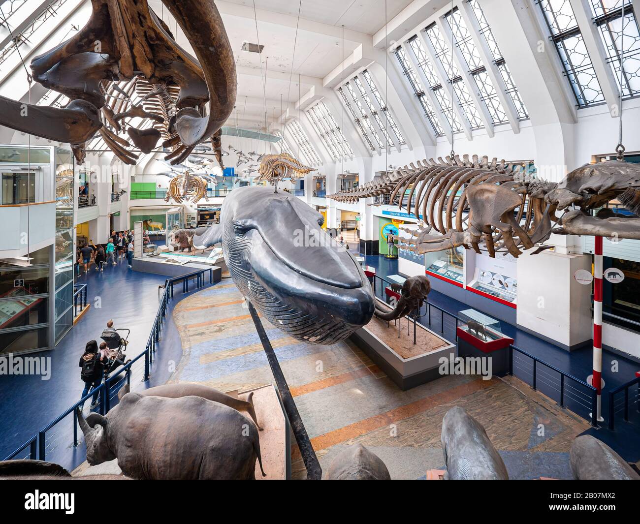 Londra, Regno Unito. Circa Dicembre 2019. Panorama di una delle sale con mammiferi acquatici, balene e delfini nel Museo di Storia Naturale di Londo Foto Stock