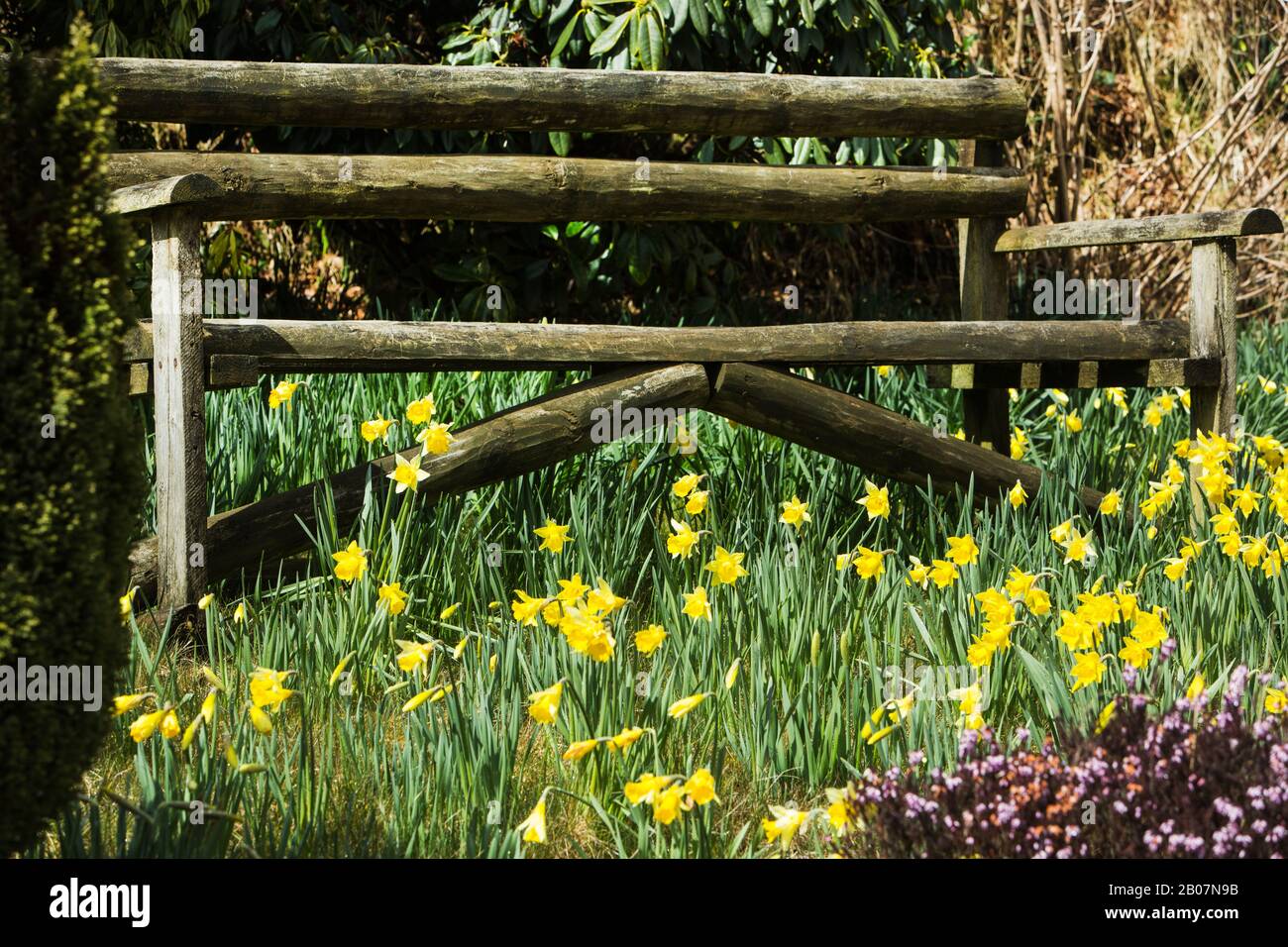 Una panchina rustica in legno circondata da narcisi, Exmoor, Exmoor National Park, Devon e Somerset, Inghilterra Foto Stock