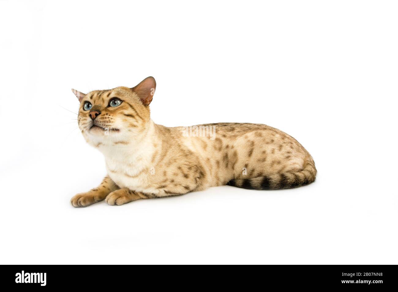 Seal Mick Tabby Bengala Gatto Domestico, Maschio Contro Sfondo Bianco Foto Stock