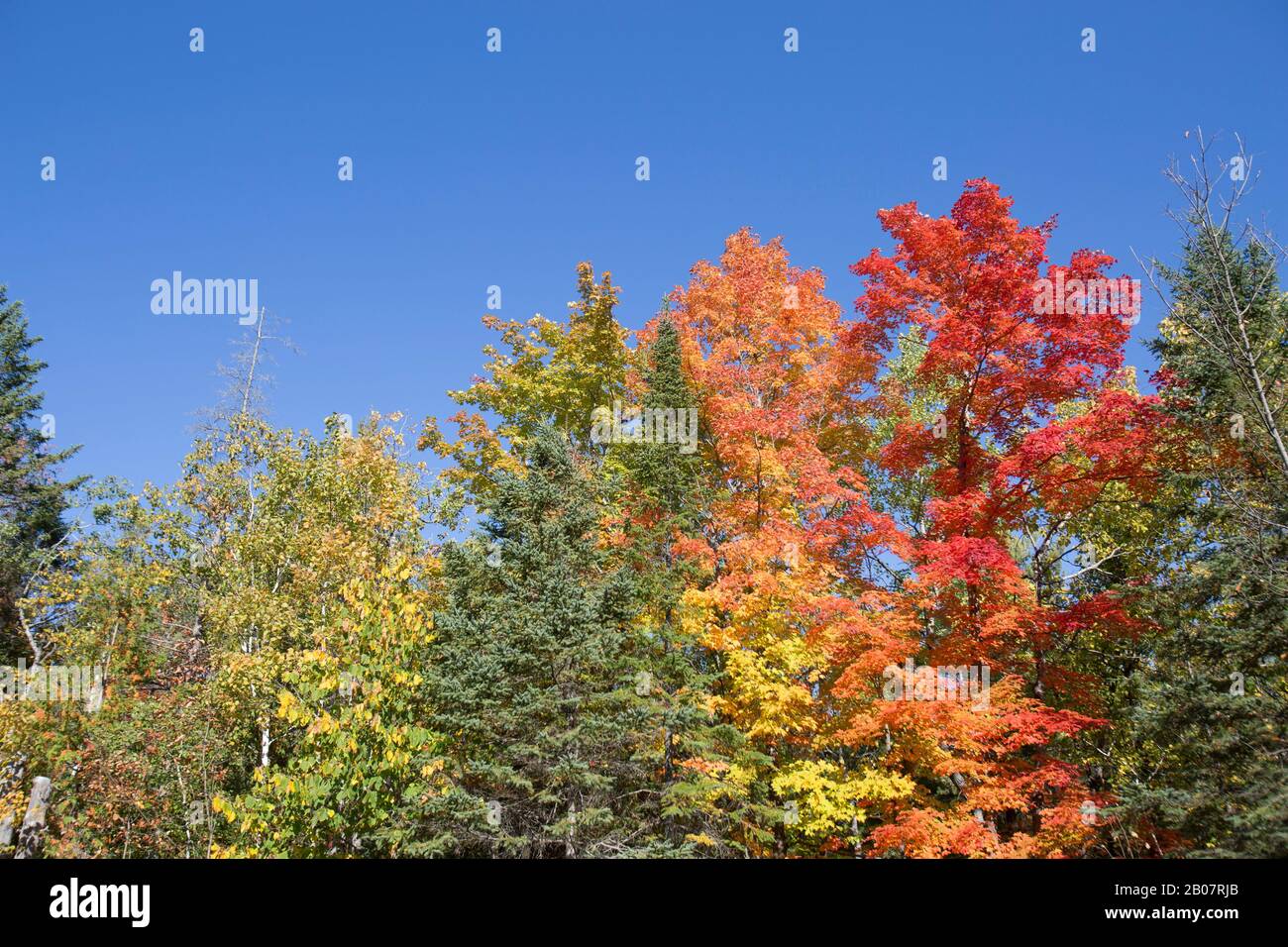 Acero alberi cambiare colore in Ontario, Canada Foto Stock