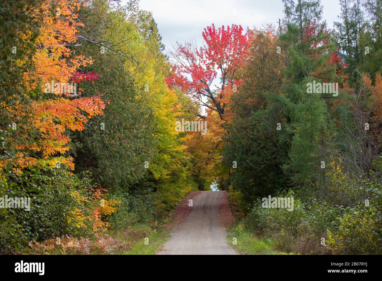 Acero alberi cambiare colore in Ontario, Canada Foto Stock