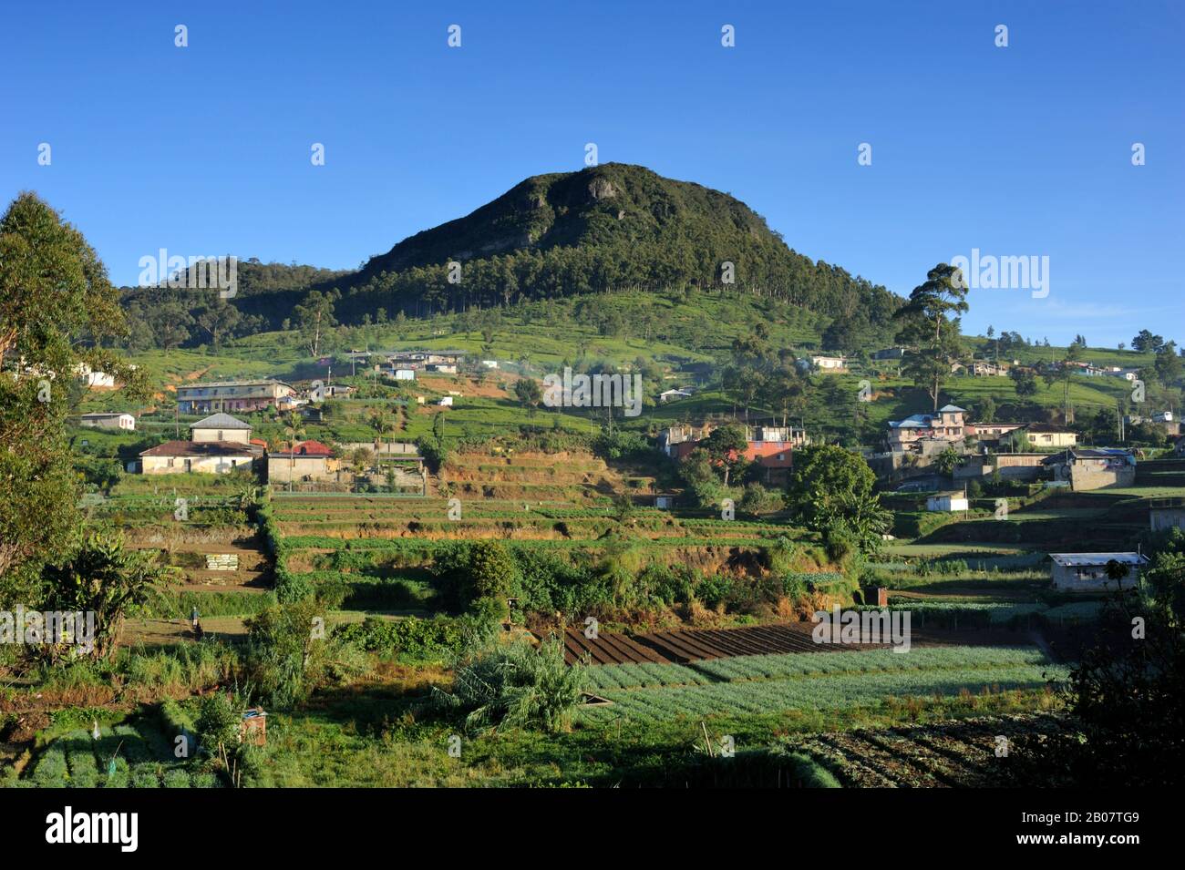 Sri Lanka, Nuwara Eliya, campi coltivati e mt Pedro, la montagna più alta dello Sri Lanka Foto Stock