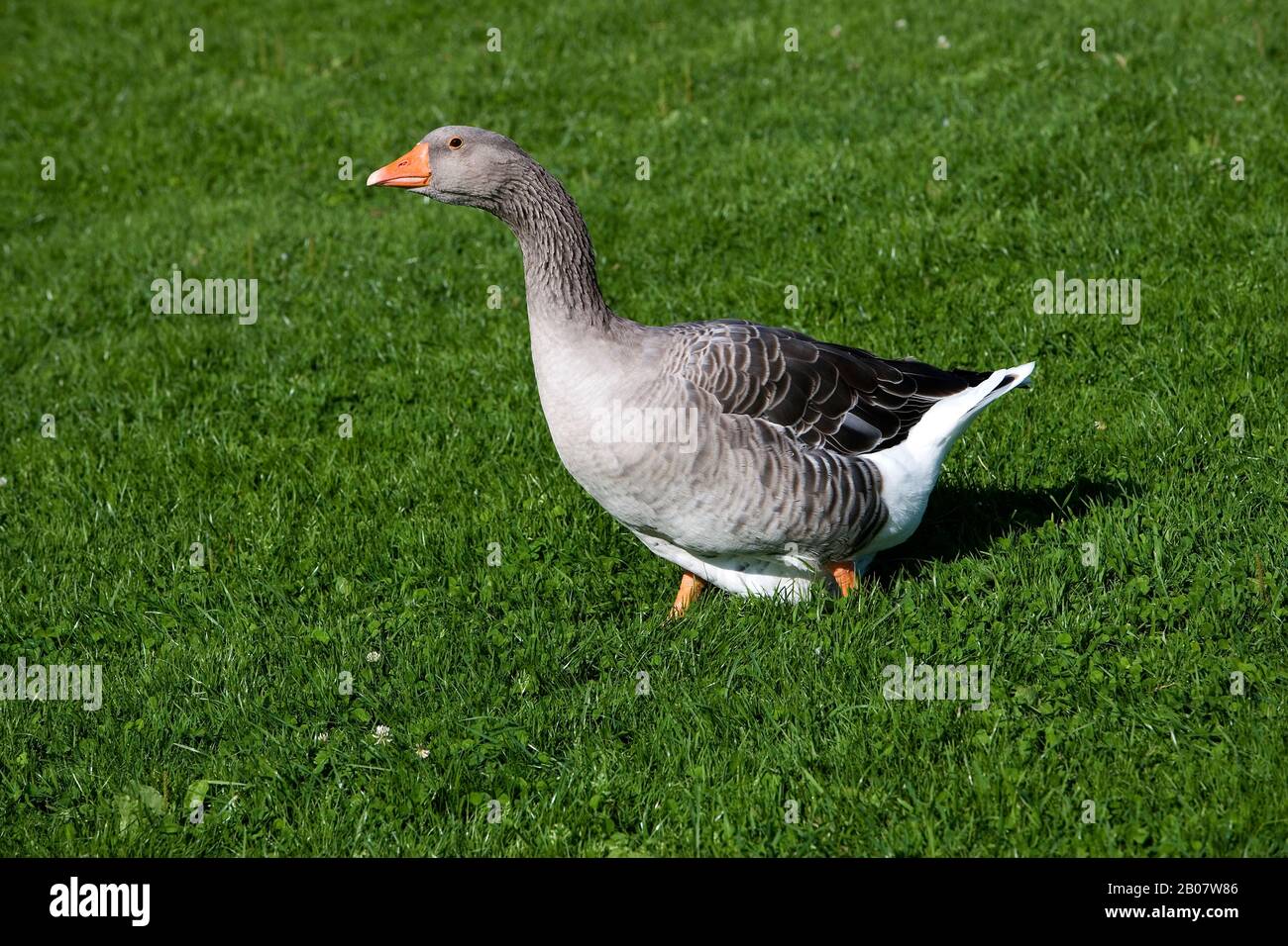 Toulouse Goose Nazionale, Che Produce Pate De Foie Gras In Francia Foto Stock