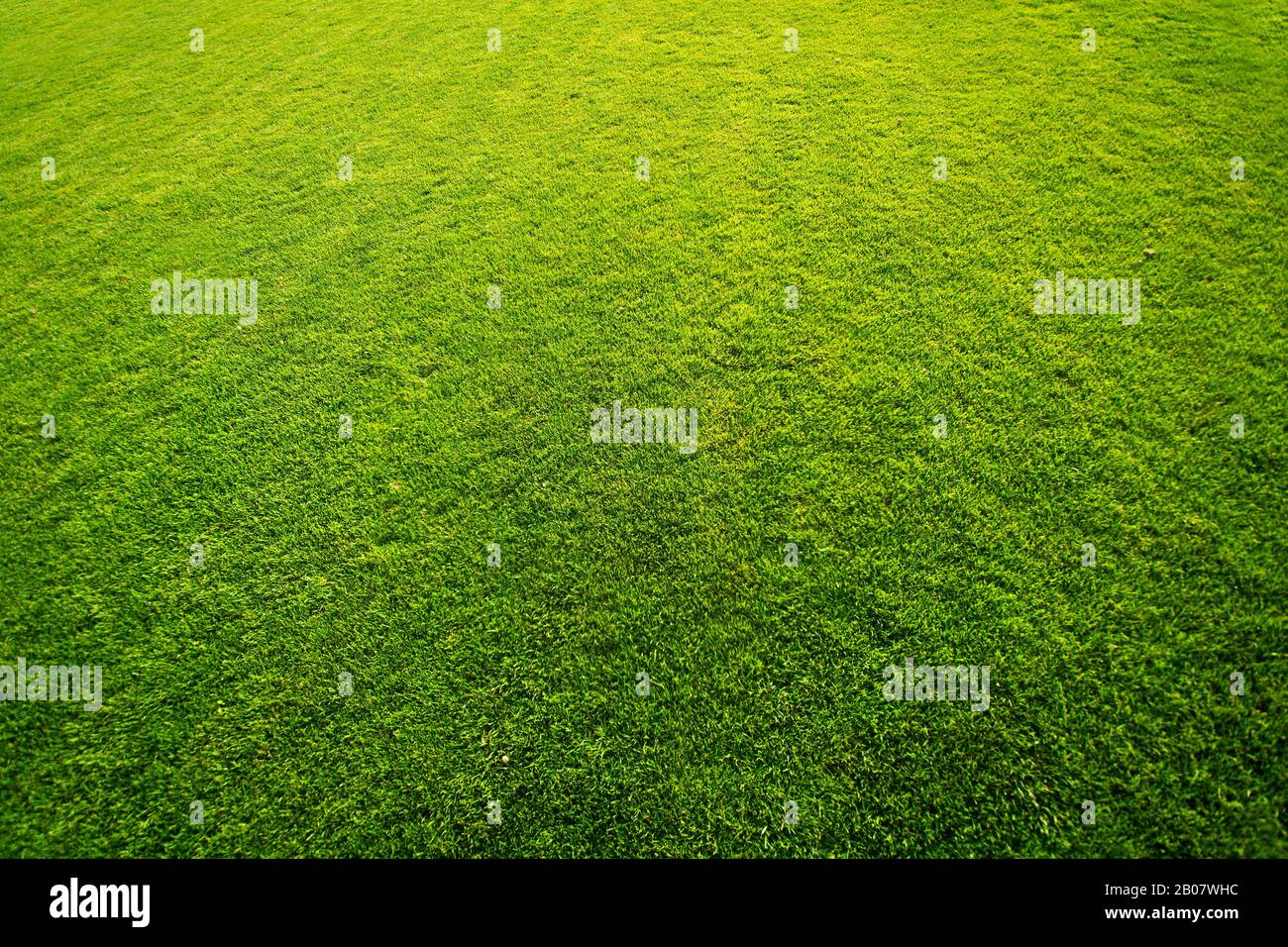 Erba verde fresca sullo sfondo del motivo del campo da golf. Foto Stock