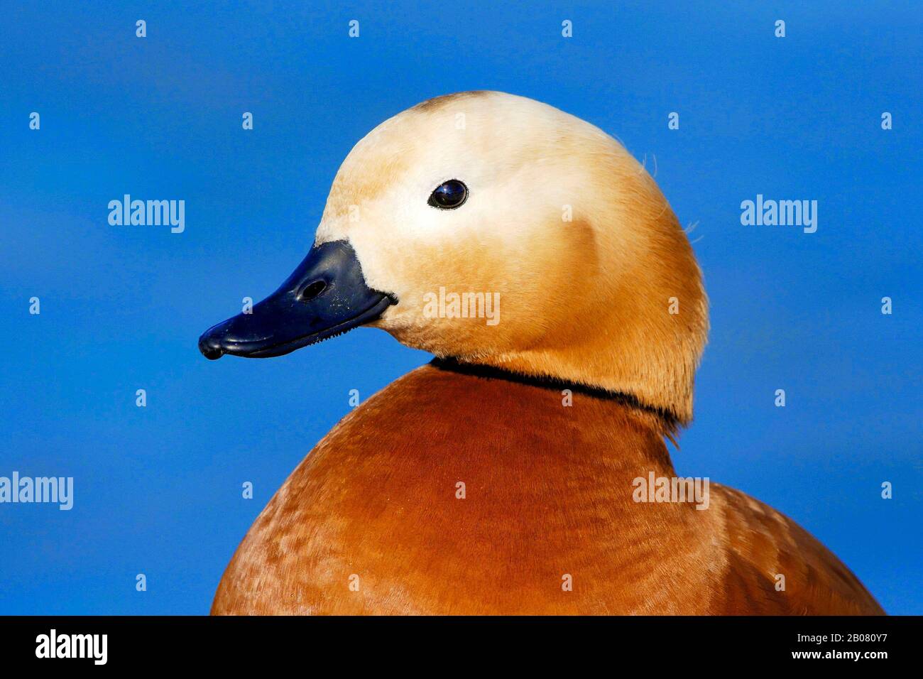 Rostgans - ferruginea Casarca Foto Stock