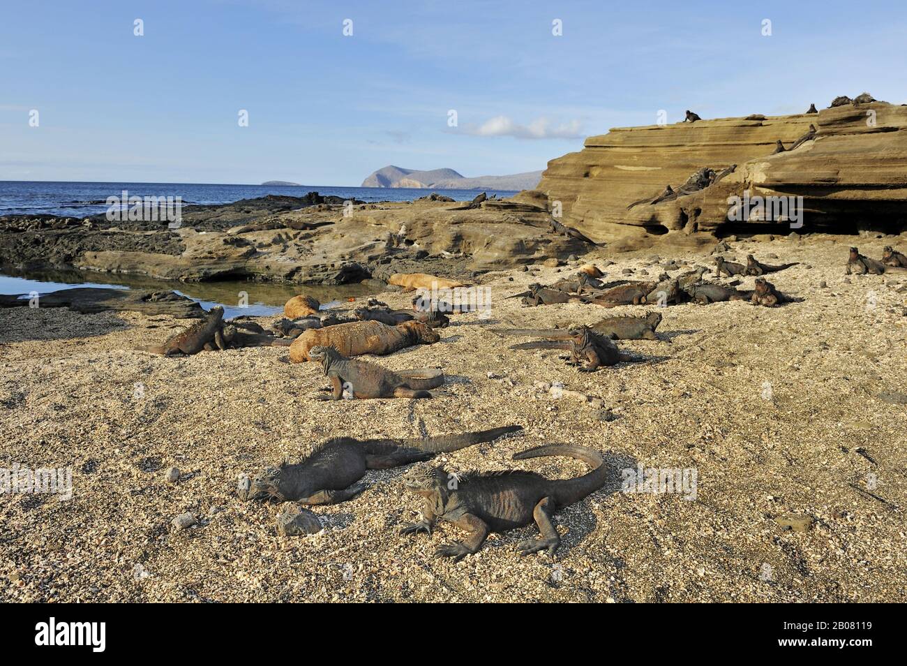 Bucht von Puerto Egas mit Meerechsen (Amblyrhynchus cristatus) im Vordergrund, Insel Santiago, Galapagos, Ecuador, Südamerika Foto Stock