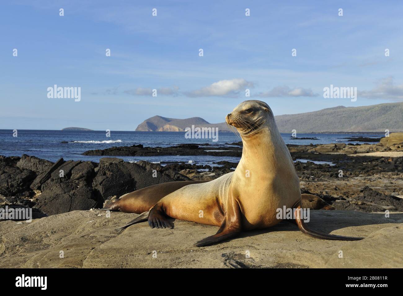 Bucht von Puerto Egas mit Galápagos Seelöwe (Zalophus wollebaeki), im Vordergrund, Insel Santiago, Galapagos, Ecuador, Südamerika Foto Stock
