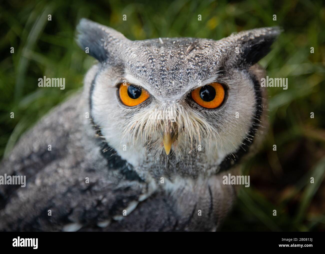 Un ritratto molto vicino della faccia di un gufo bianco-affrontato, la leucocite di Ptilopsis, fissando davanti con gli occhi grandi dell'arancio Foto Stock
