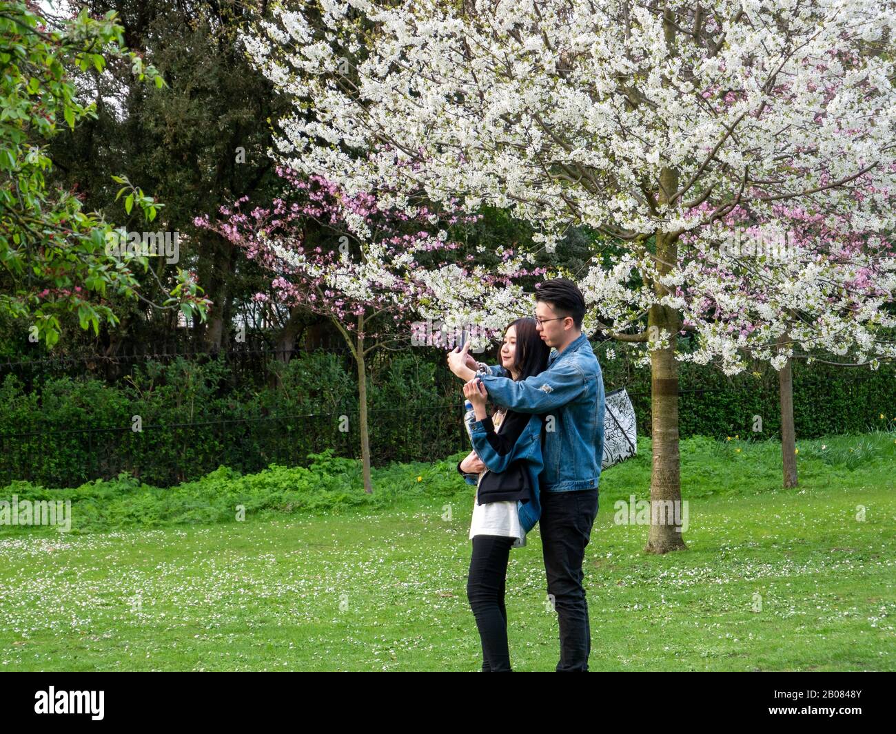 Londra, Inghilterra, Regno Unito - 20 maggio 2019: Coppia di giovani che scattano foto selfi all'aperto di fronte ai fiori di ciliegio bianco nella stagione primaverile in Olanda Foto Stock