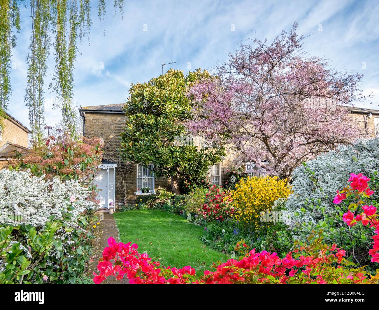 Tradizionale casa inglese in primavera con splendidi alberi in fiore in giardino in una giornata di sole nella stagione primaverile di Londra Foto Stock
