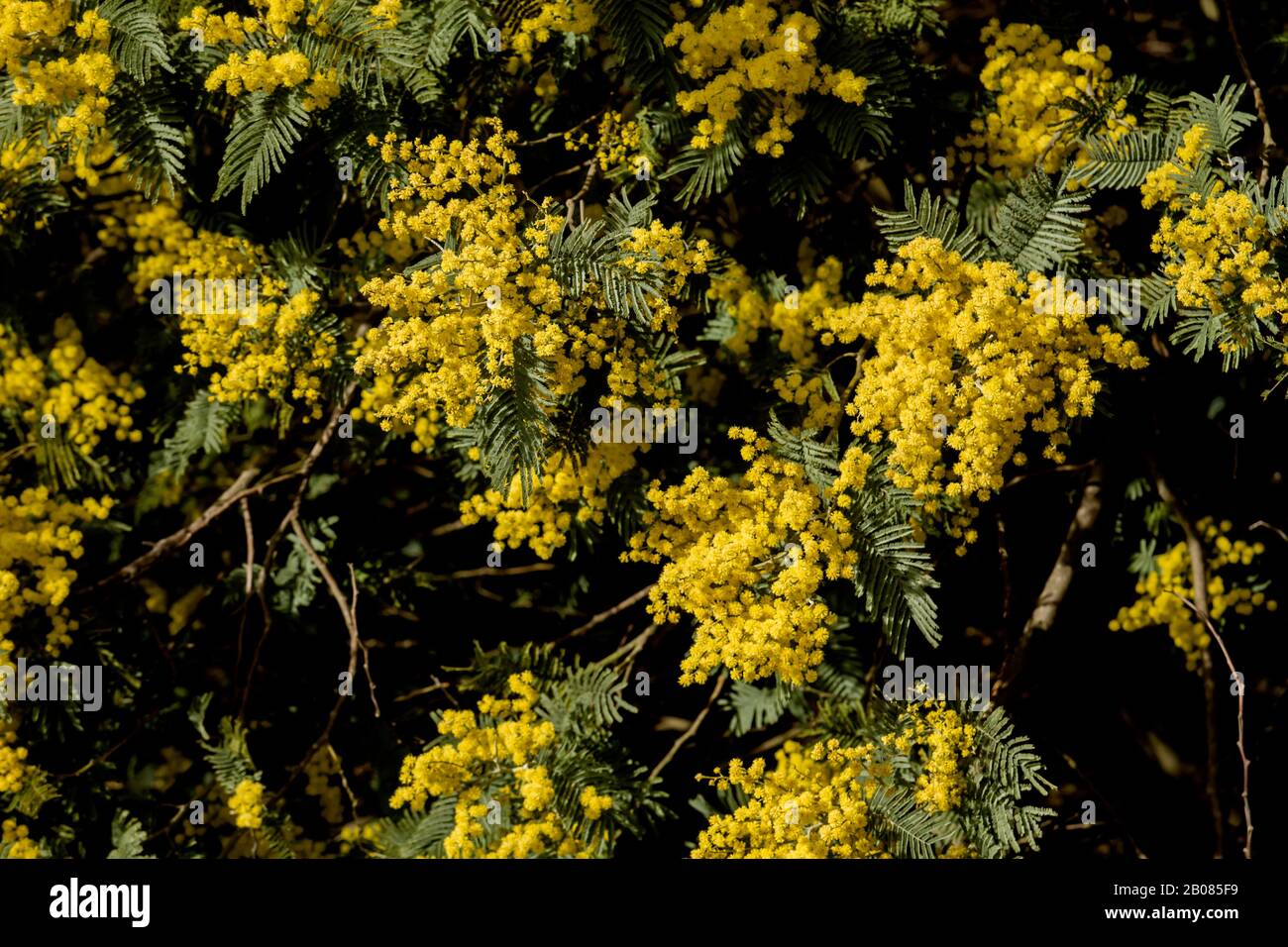Fiori gialli dealbata di acacia in fiore Foto Stock