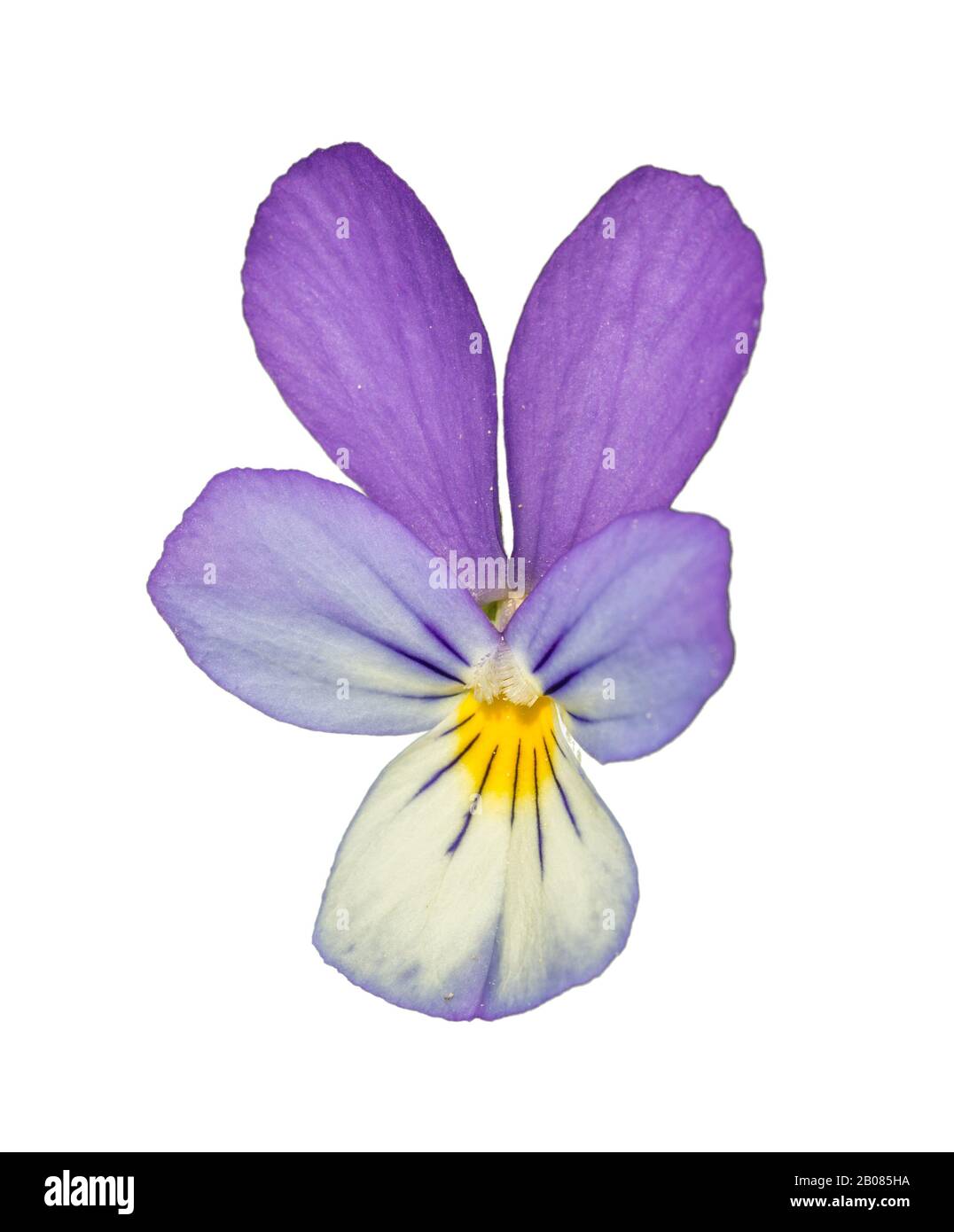 Viola Johnny Jump up, heartsease, solletico-mia-fantasia, tre facce in una cappa (viola tricolore) fiore isolato su bianco Foto Stock