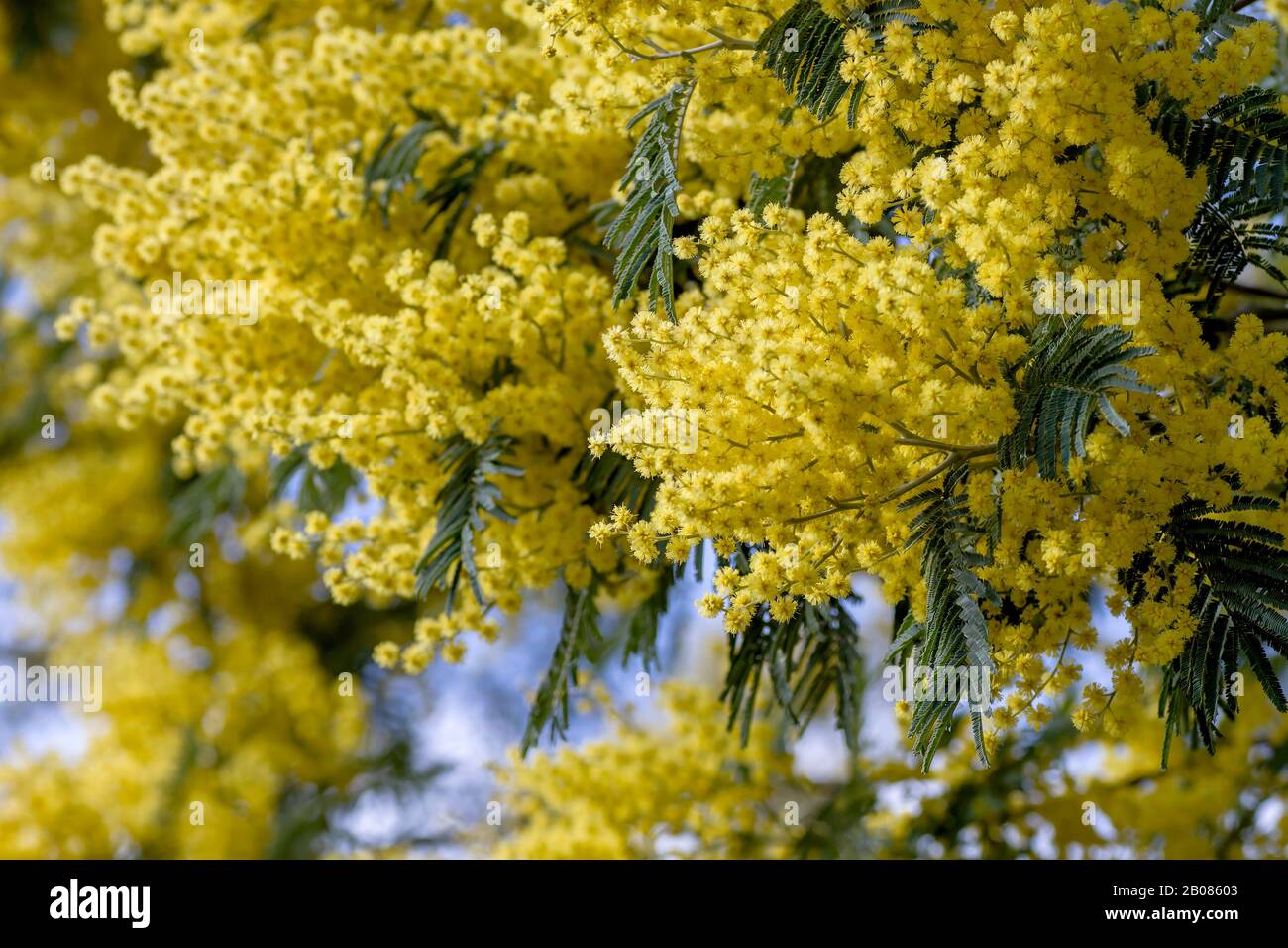 Dettaglio di fiori gialli di acacia dealbata Foto Stock