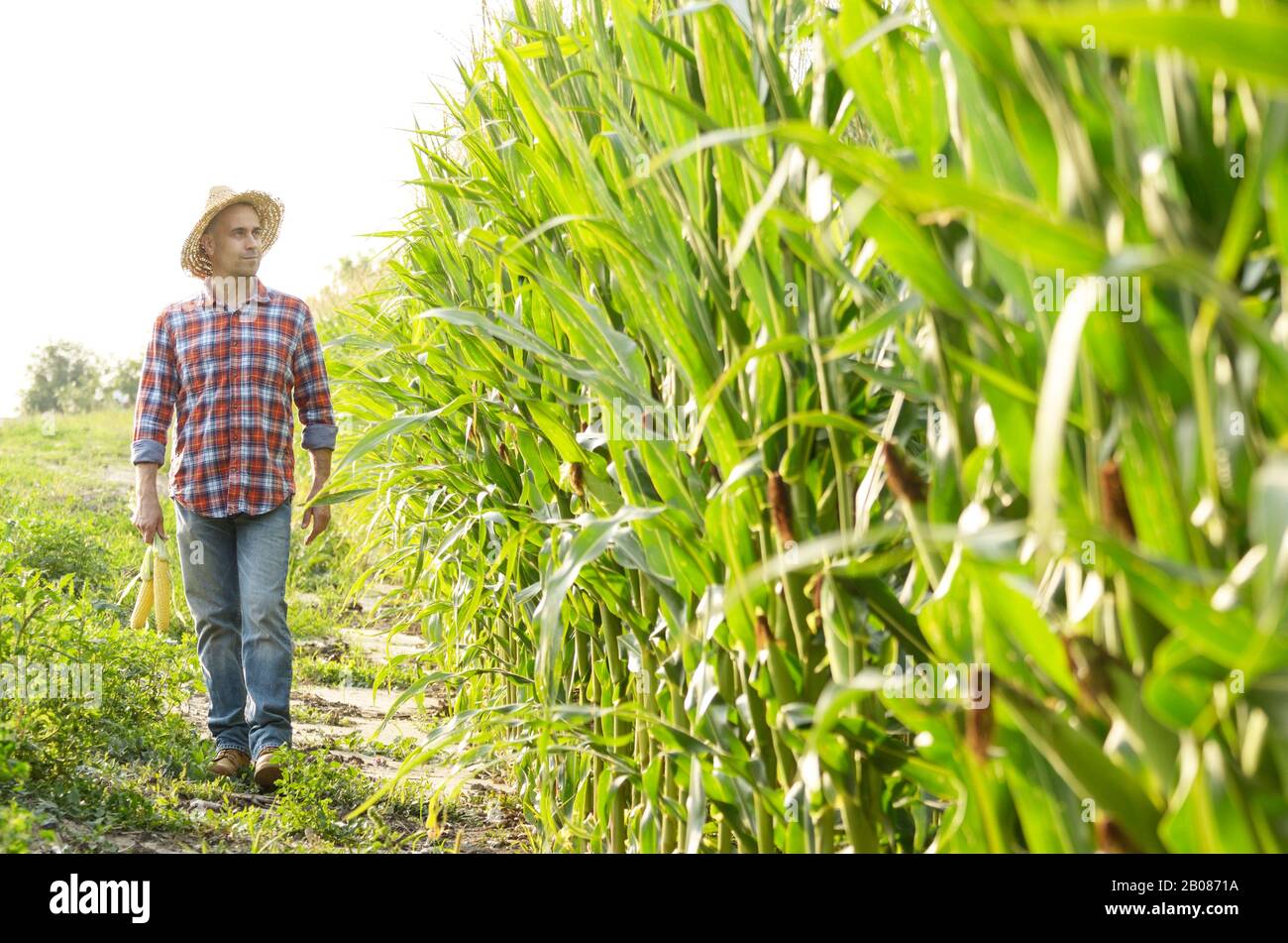 La mezza età caucasica lavoratore fattoria camminando lungo il granturco campo di mais per ispezione. Raccolto il concetto di cura Foto Stock