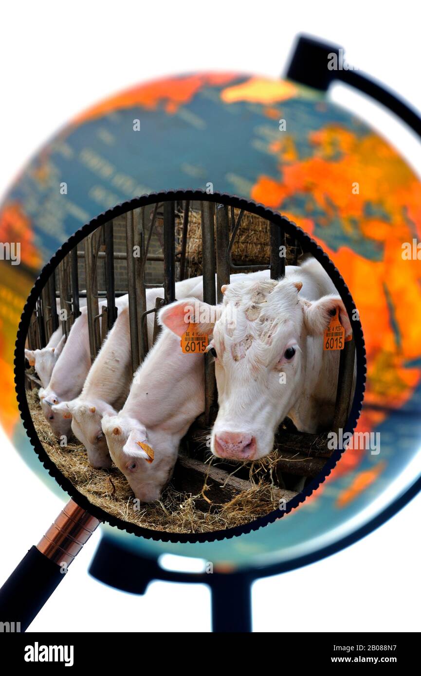 Le mucche in allevamento la stalla vista attraverso la lente di ingrandimento tenuto contro illuminato globo terrestre Foto Stock